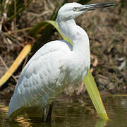 Little Egret
