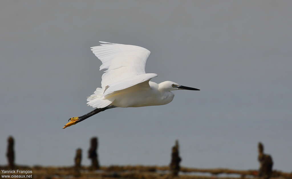 Little Egretadult, aspect, Flight