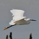 Little Egret