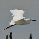 Aigrette garzette