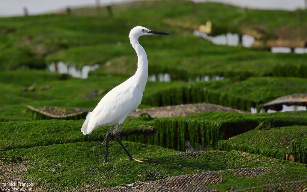 Little Egretadult, identification, aspect, walking