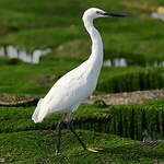 Aigrette garzette