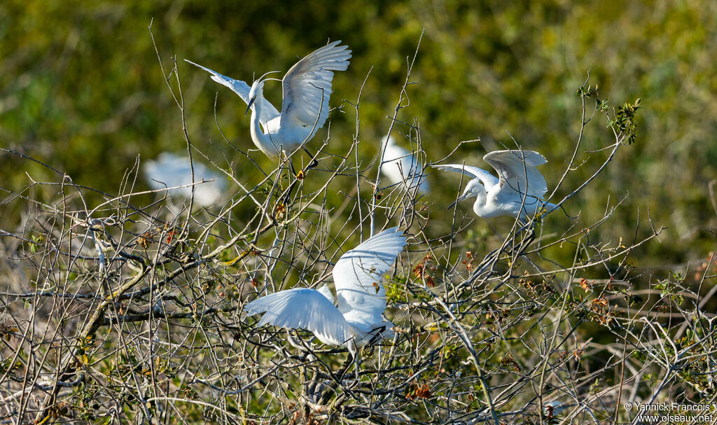 Aigrette garzetteadulte, habitat, composition