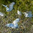Aigrette garzette