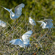 Little Egret