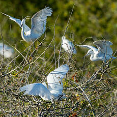 Aigrette garzette