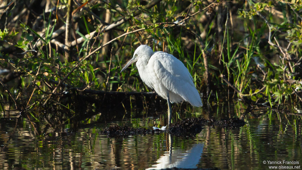 Aigrette garzetteadulte, habitat, composition