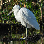 Aigrette garzette