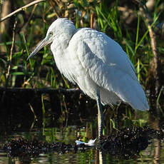 Aigrette garzette