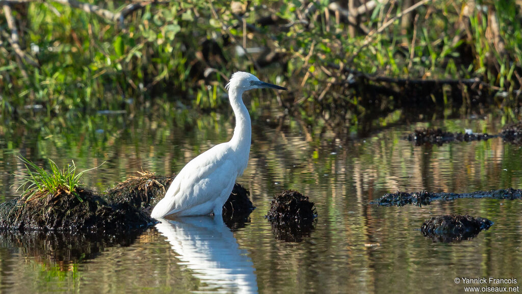 Aigrette garzetteadulte, habitat, composition