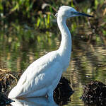 Aigrette garzette