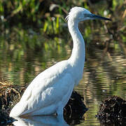 Little Egret