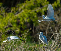 Little Egret