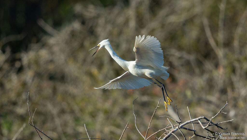 Aigrette garzetteadulte, composition, Vol