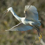 Aigrette garzette