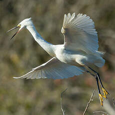 Aigrette garzette
