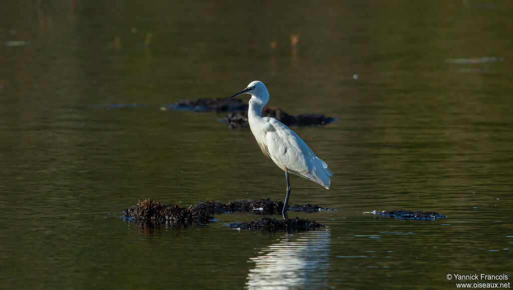 Little Egretadult, habitat, aspect