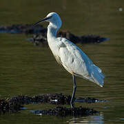 Little Egret
