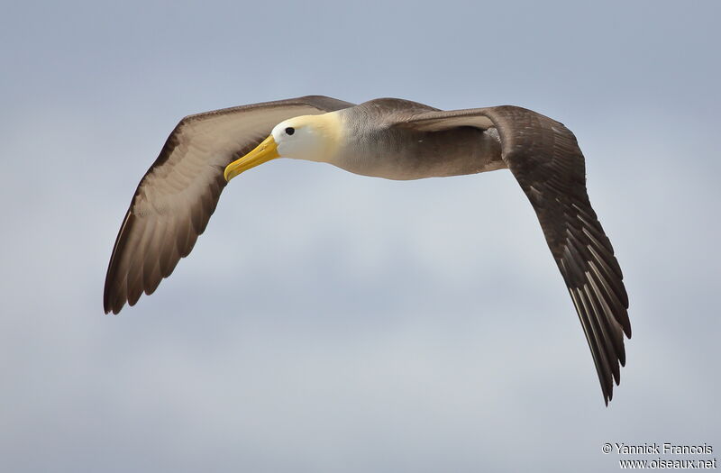 Waved Albatrossadult breeding, identification, aspect