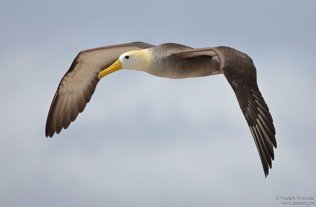 Waved Albatrossadult breeding, identification, aspect