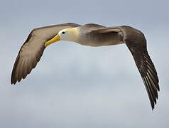 Albatros des Galapagos