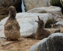 Waved Albatross