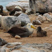 Waved Albatross