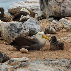 Albatros des Galapagos