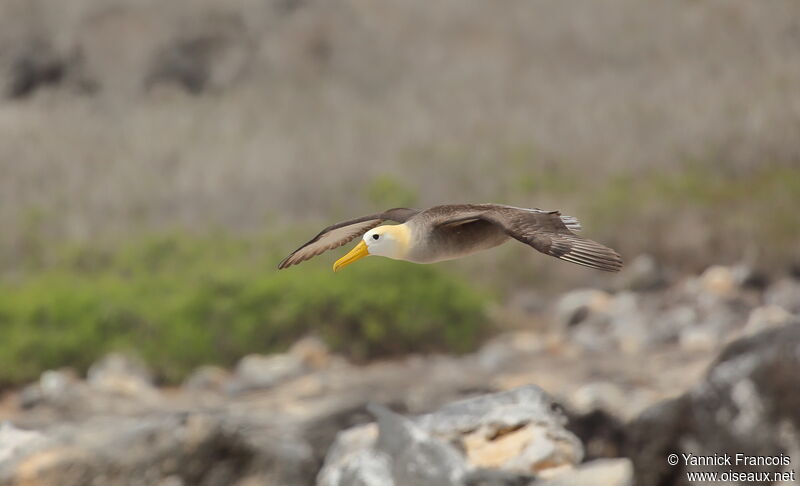 Waved Albatrossadult, aspect, Flight