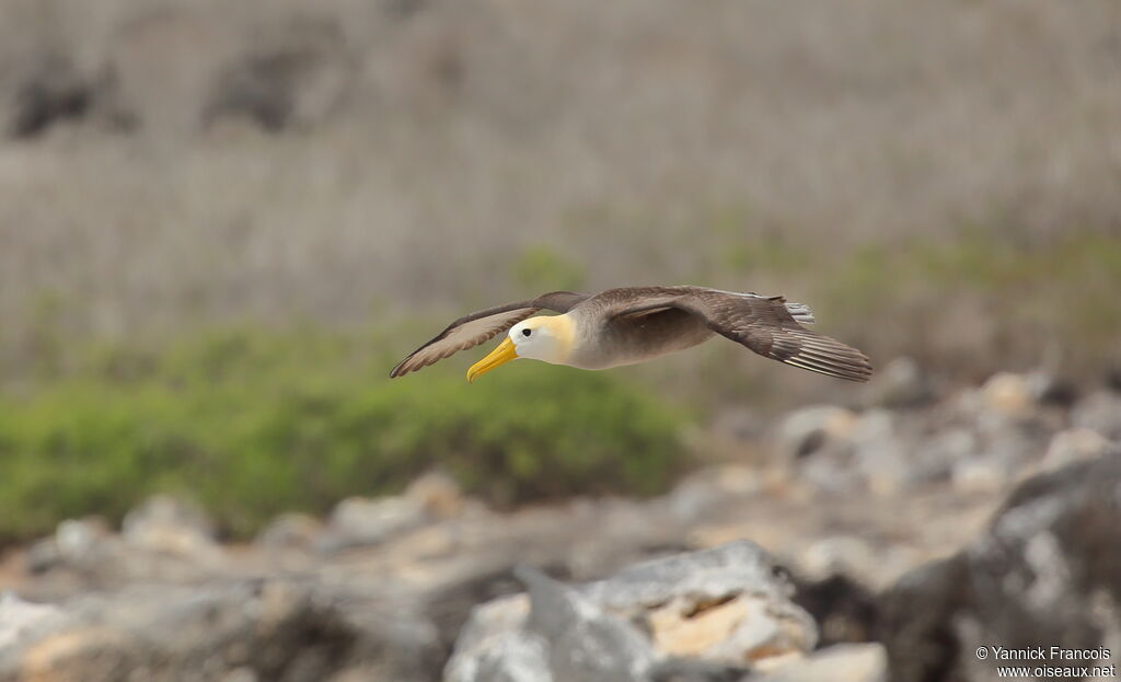 Albatros des Galapagosadulte, composition, Vol