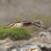 Waved Albatross