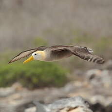 Albatros des Galapagos