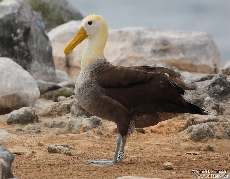 Waved Albatrossadult, identification, aspect
