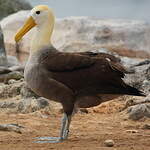 Albatros des Galapagos