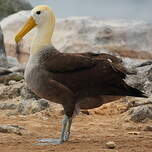 Albatros des Galapagos