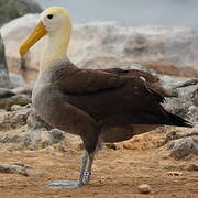 Waved Albatross