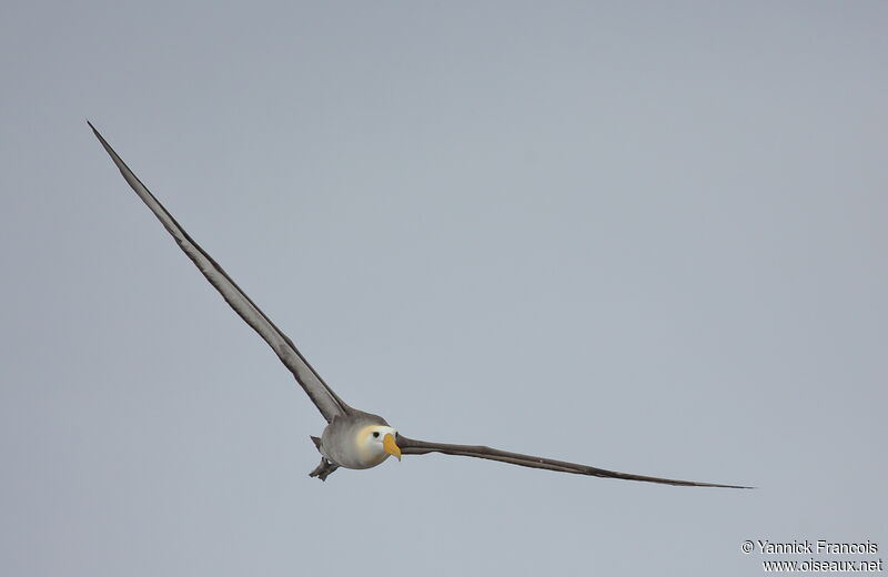 Waved Albatrossadult, aspect, Flight