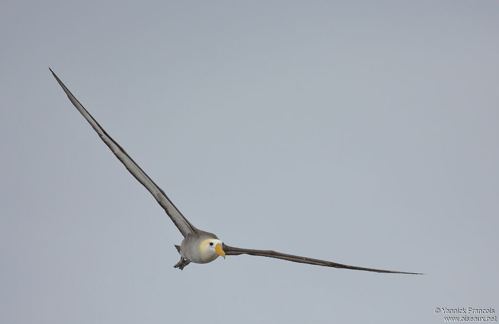 Albatros des Galapagosadulte, composition, Vol