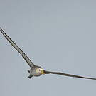 Albatros des Galapagos