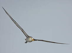 Albatros des Galapagos