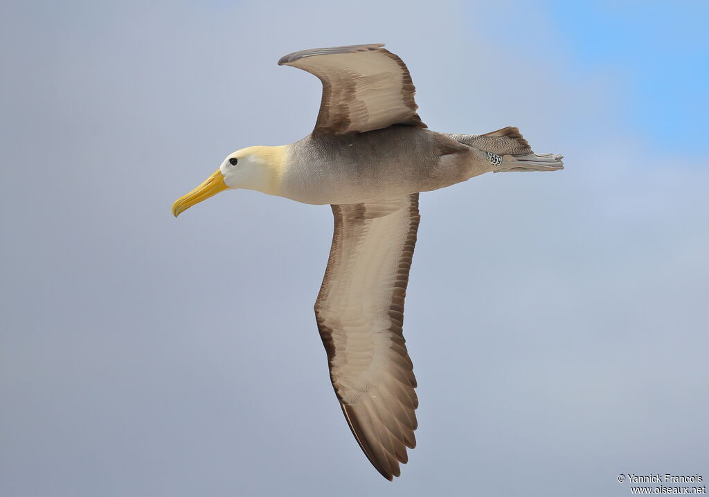 Albatros des Galapagosadulte, composition, Vol