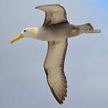 Albatros des Galapagos