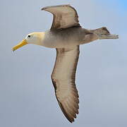 Waved Albatross