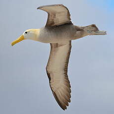 Albatros des Galapagos