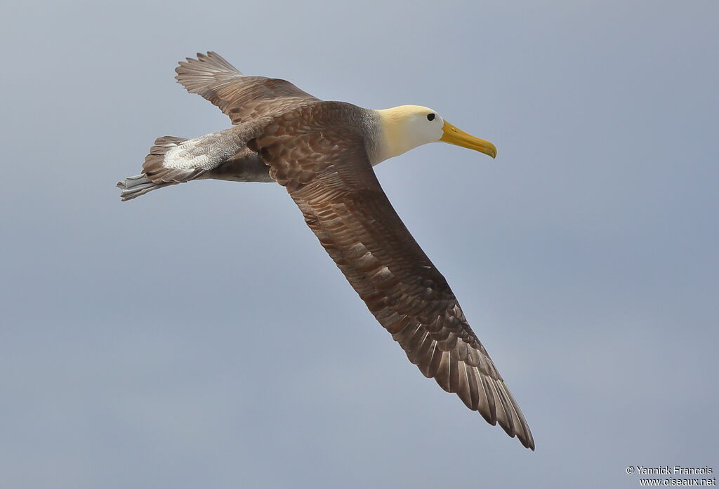 Waved Albatrossadult, aspect, Flight