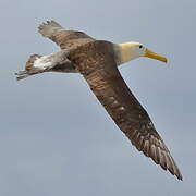 Waved Albatross