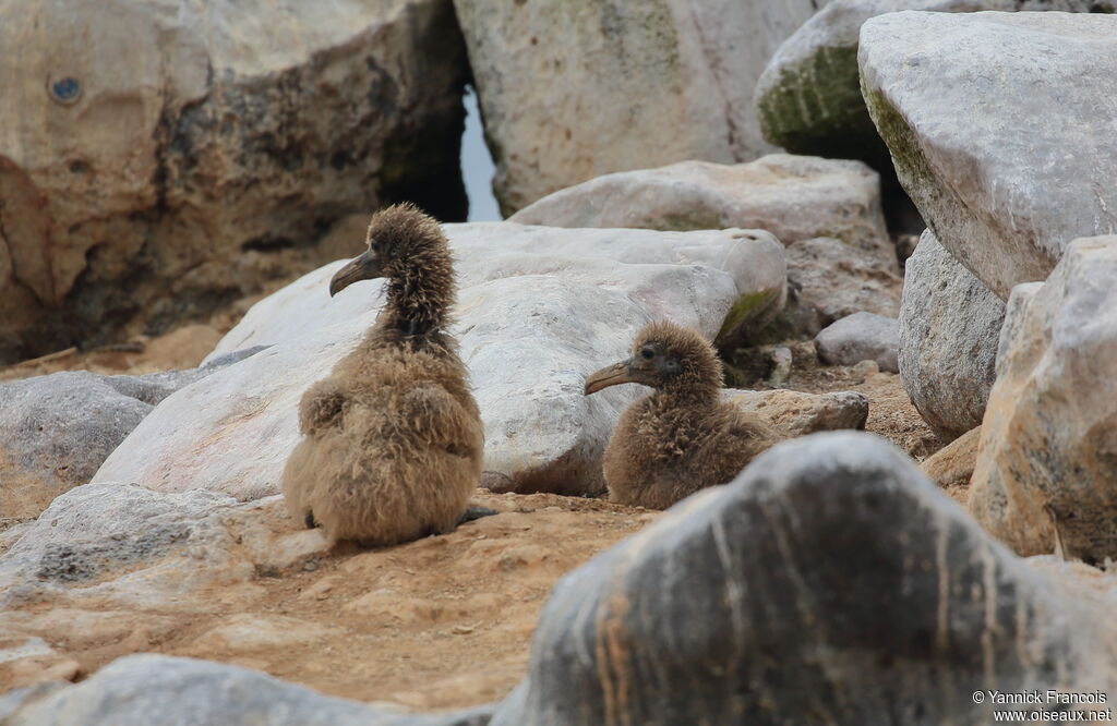 Waved AlbatrossPoussin, habitat