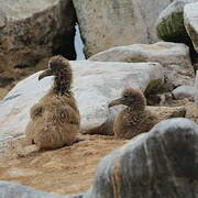 Waved Albatross