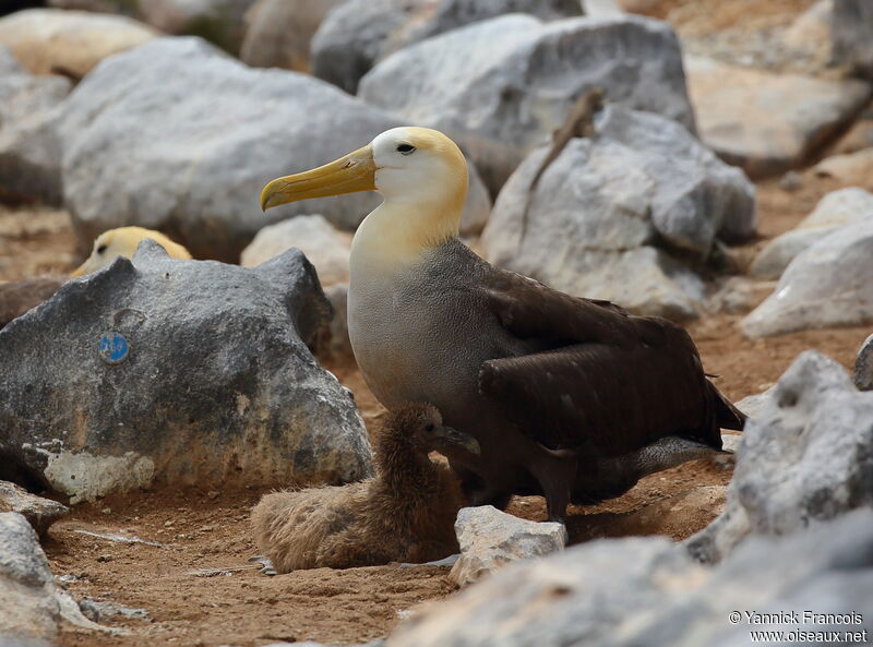 Albatros des Galapagos, identification, composition