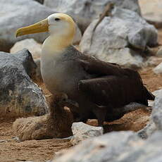 Albatros des Galapagos